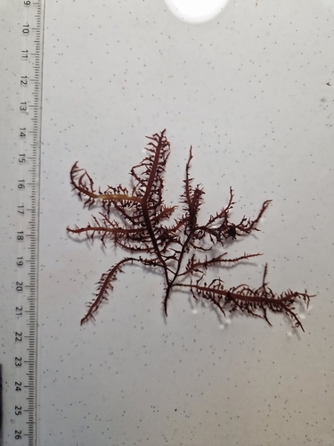 Chondracanthus teedei observed 2025-12-06