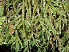 Weymouthia cochlearifolia