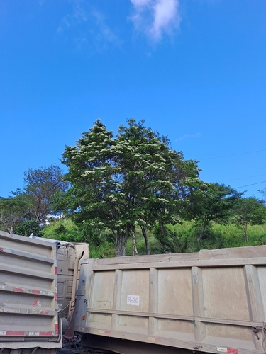 Calycophyllum candidissimum - Whole tree