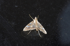 Agrioglypta fulguralis