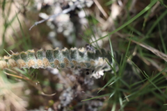 Pleopeltis lepidopteris