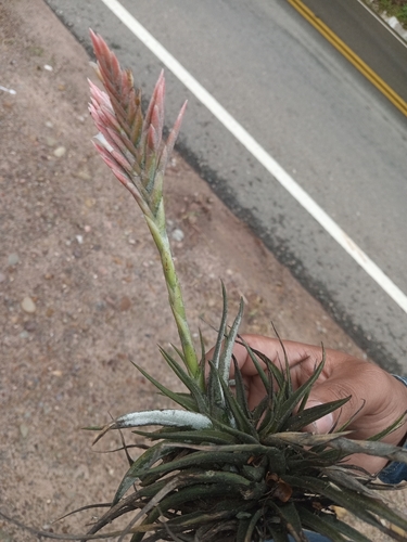 Tillandsia didisticha, photograph 6