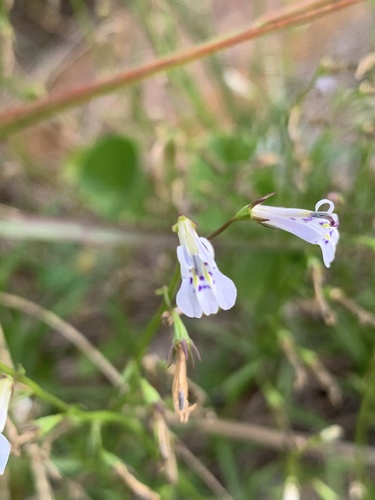 Lobelia flaccida image