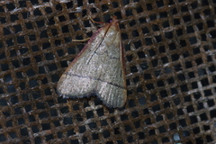 Orthopygia repetita