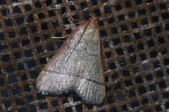 Orthopygia repetita