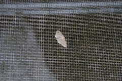 Idaea neovalida