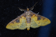 Pachynoa sabelialis