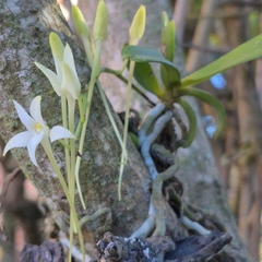 Mystacidium capense, photograph (c) Henry de Lange, some rights reserved (CC BY)