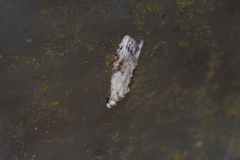 Peragrarchis syncolleta