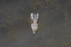 Peragrarchis syncolleta