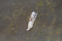 Peragrarchis syncolleta