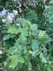 Allophylus decipiens