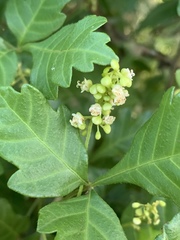 Allophylus decipiens