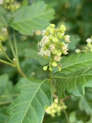 Allophylus decipiens