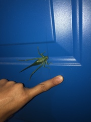 Philophyllia guttulata