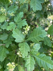 Allophylus decipiens