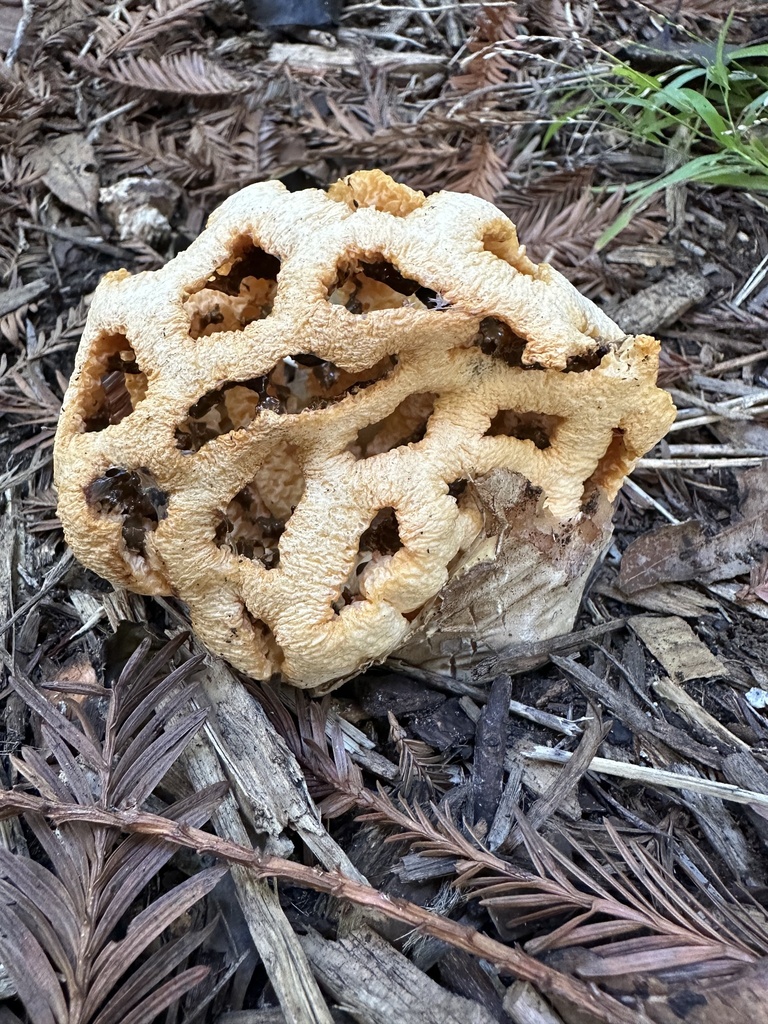 Clathrus ruber · December 2025 · photo: © ocean_beach_goth (iNaturalist, cc-by)