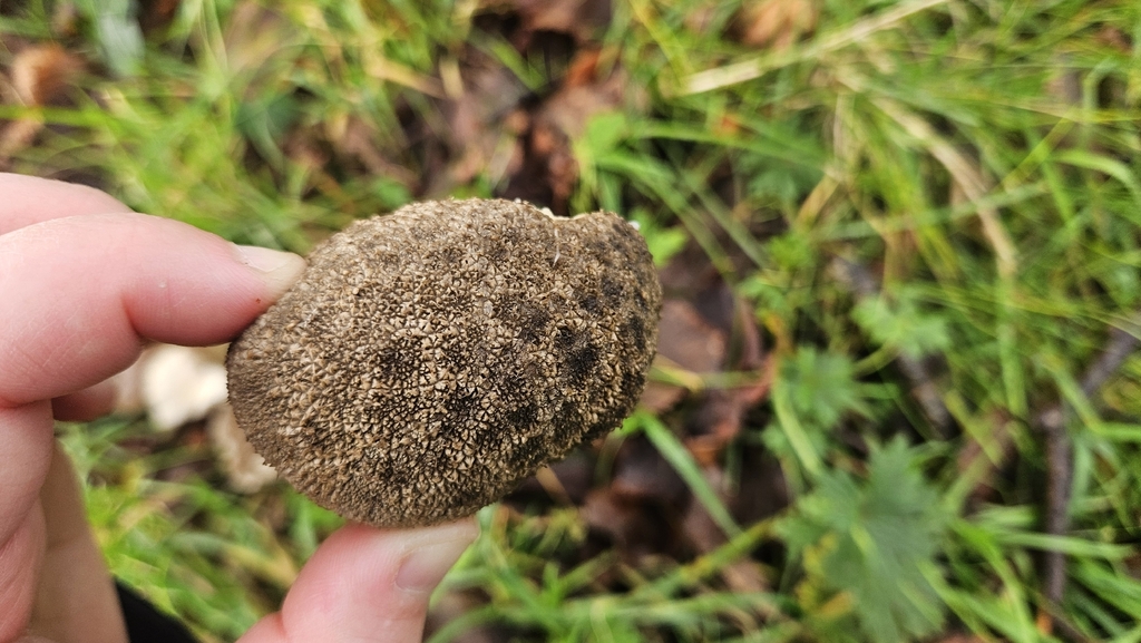 Lycoperdon nigrescens · December 2025 · photo: © rust_bucket (iNaturalist, cc-by)
