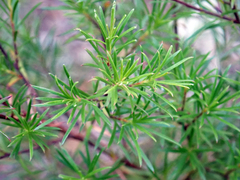 Linear Kunzea (Kunzea linearis)