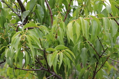 Tripodanthus acutifolius