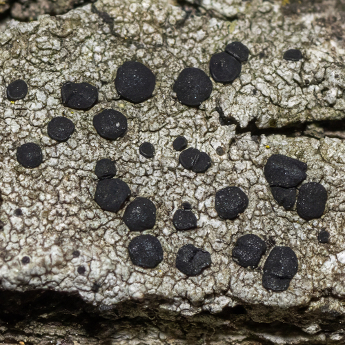 Baculifera curtisii, 2025-11-24