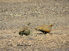 Pterocles orientalis