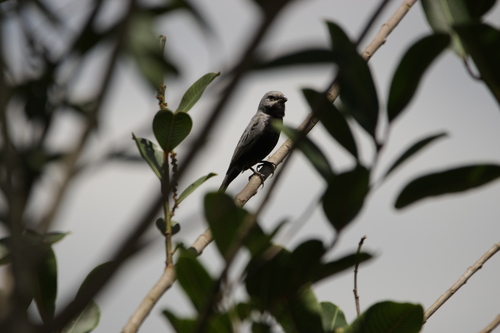 Black-bellied Seedeater (Sporophila melanogaster), photo 2