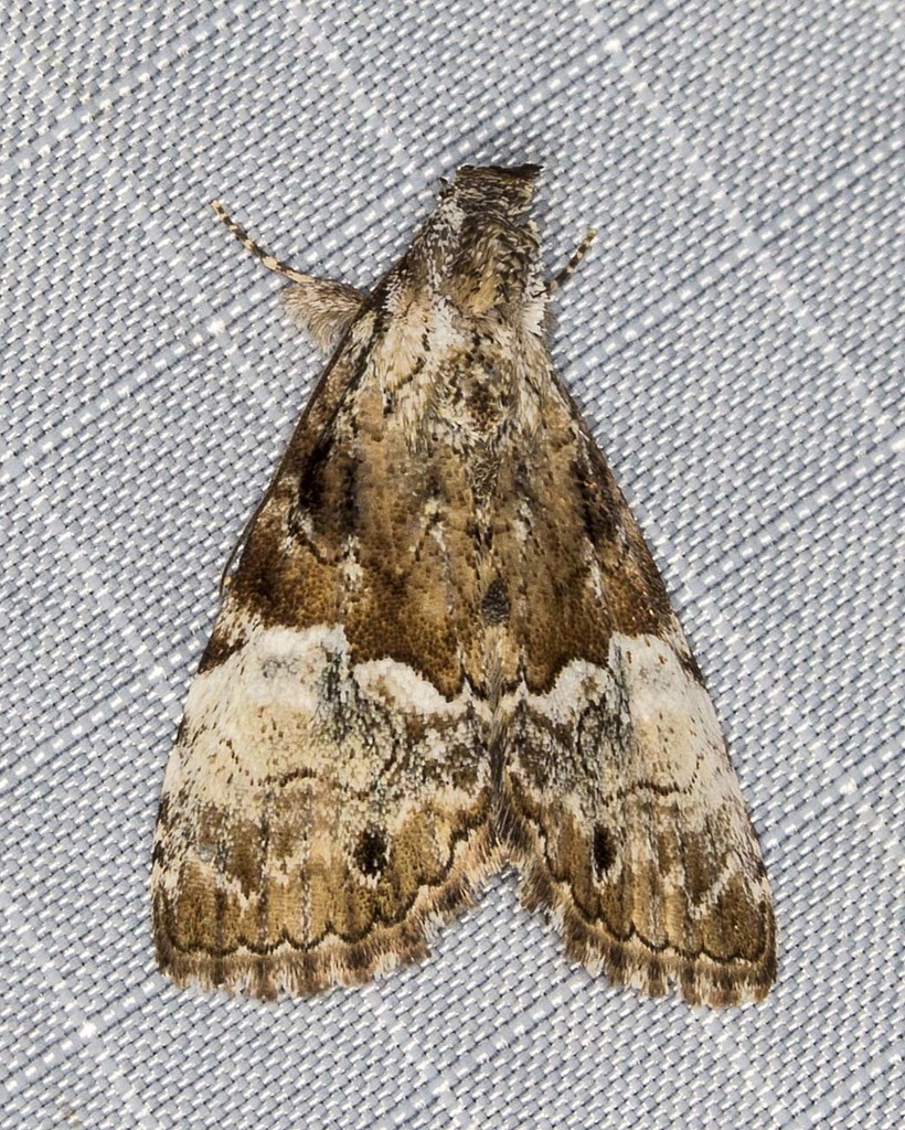 Alophosoma emmelopis