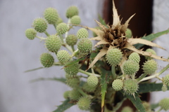 Mischocyttarus drewseni