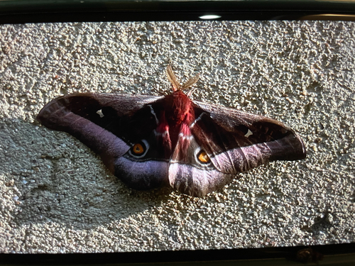 Cabbage Tree Emperor