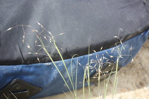 contracted ricegrass (Achnatherum contractum)