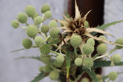 Mischocyttarus drewseni