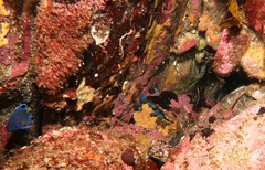 Cochleoceps bicolor