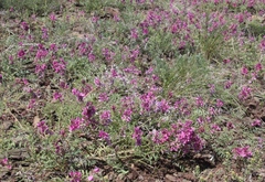 Oxytropis floribunda