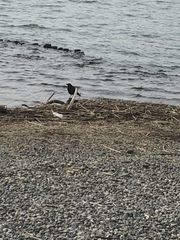 Corvus macrorhynchos