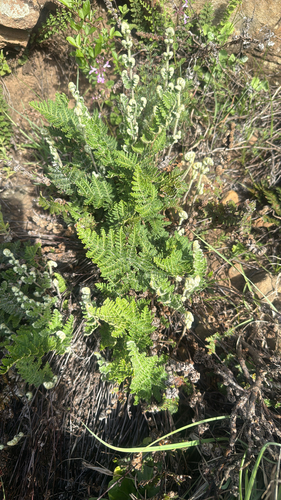 Resurrection Fern
