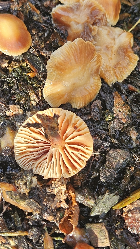 Tubaria furfuracea · December 2025 · photo: © rust_bucket (iNaturalist, cc-by)