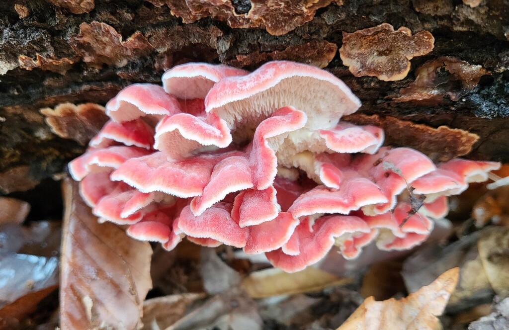 Phlebia incarnata · December 2025 · photo: © curtisburke (iNaturalist, cc-by)