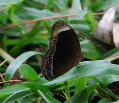 Mycalesis anaxias