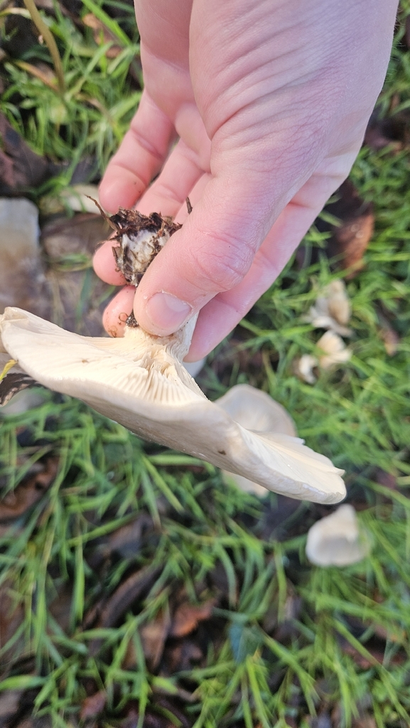 Clitocybe nebularis · December 2025 · photo: © rust_bucket (iNaturalist, cc-by)