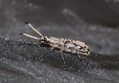 Xenocerini