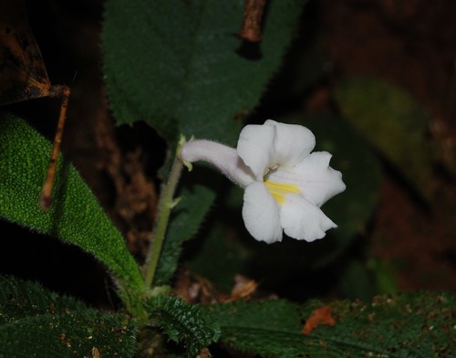 Codonoboea crinita observed 2007-03-09