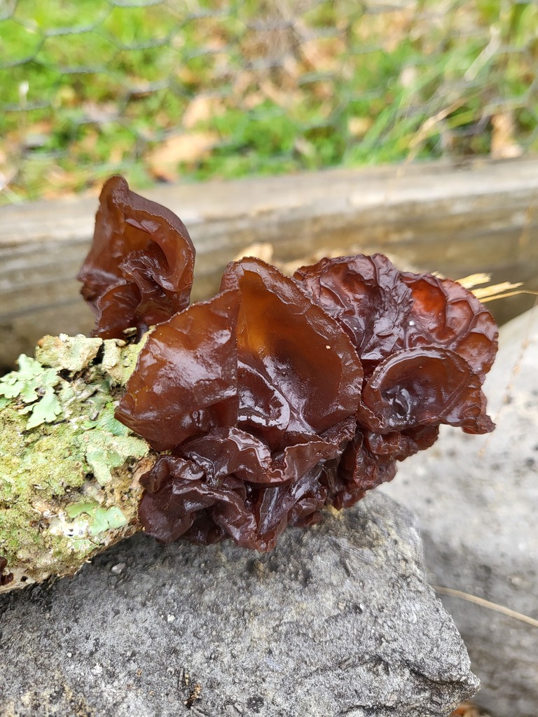 Exidia crenata · December 2025 · photo: © curtisburke (iNaturalist, cc-by)