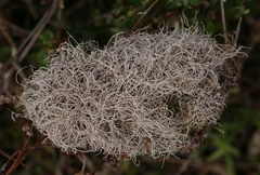 Dendrographa alectoroides