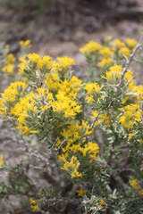 Tetradymia nuttallii
