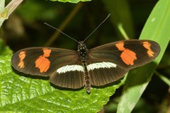 Heliconius telesiphe