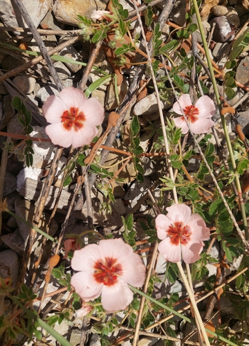 Kallstroemia boliviana (Kallstroemia boliviana)
