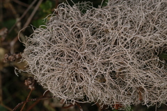 Dendrographa alectoroides