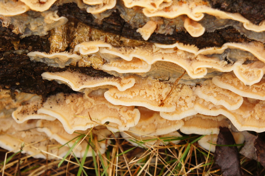 Merulius tremellosus · December 2025 · photo: © alexswift (iNaturalist, cc-by)