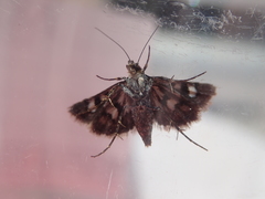 Heliothela atra